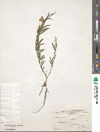 Lathyrus pratensis image