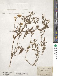 Lathyrus pratensis image