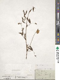 Lathyrus pratensis image