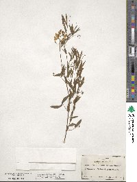 Lathyrus pratensis image
