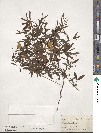 Lathyrus pratensis image