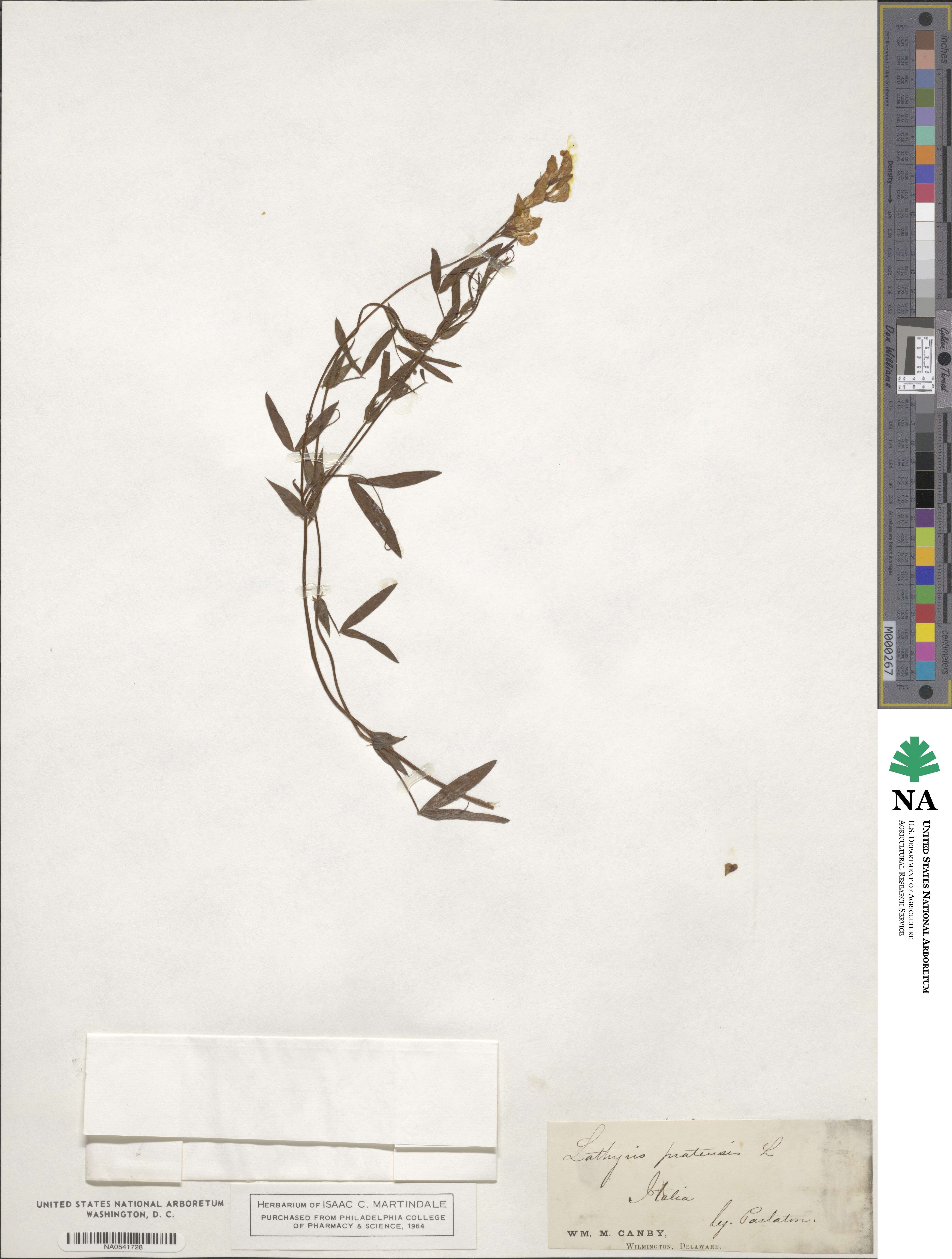Lathyrus pratensis image