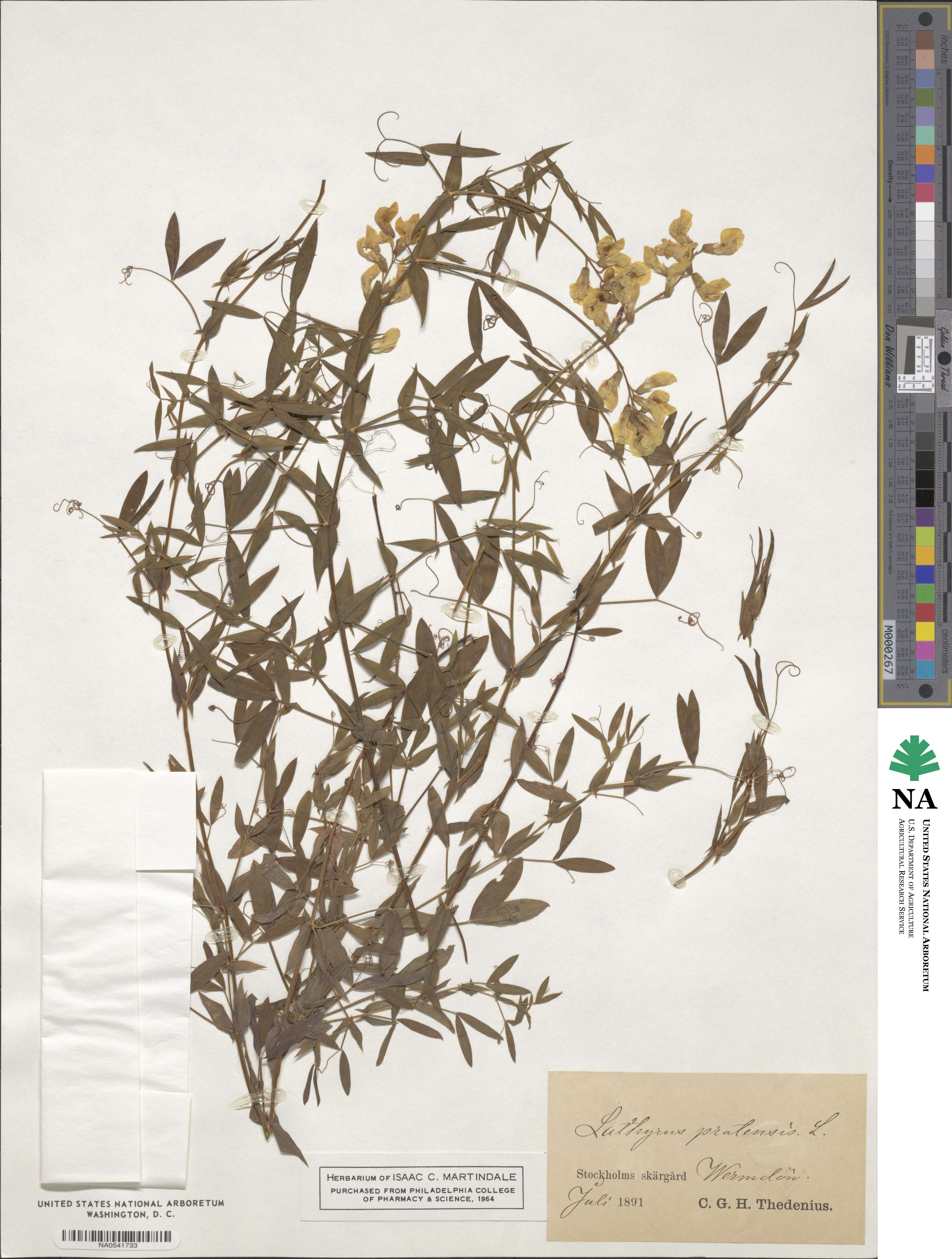 Lathyrus pratensis image