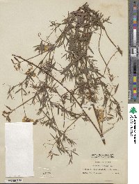 Lathyrus pratensis image