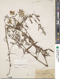 Lathyrus pratensis image