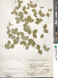 Lathyrus roseus image