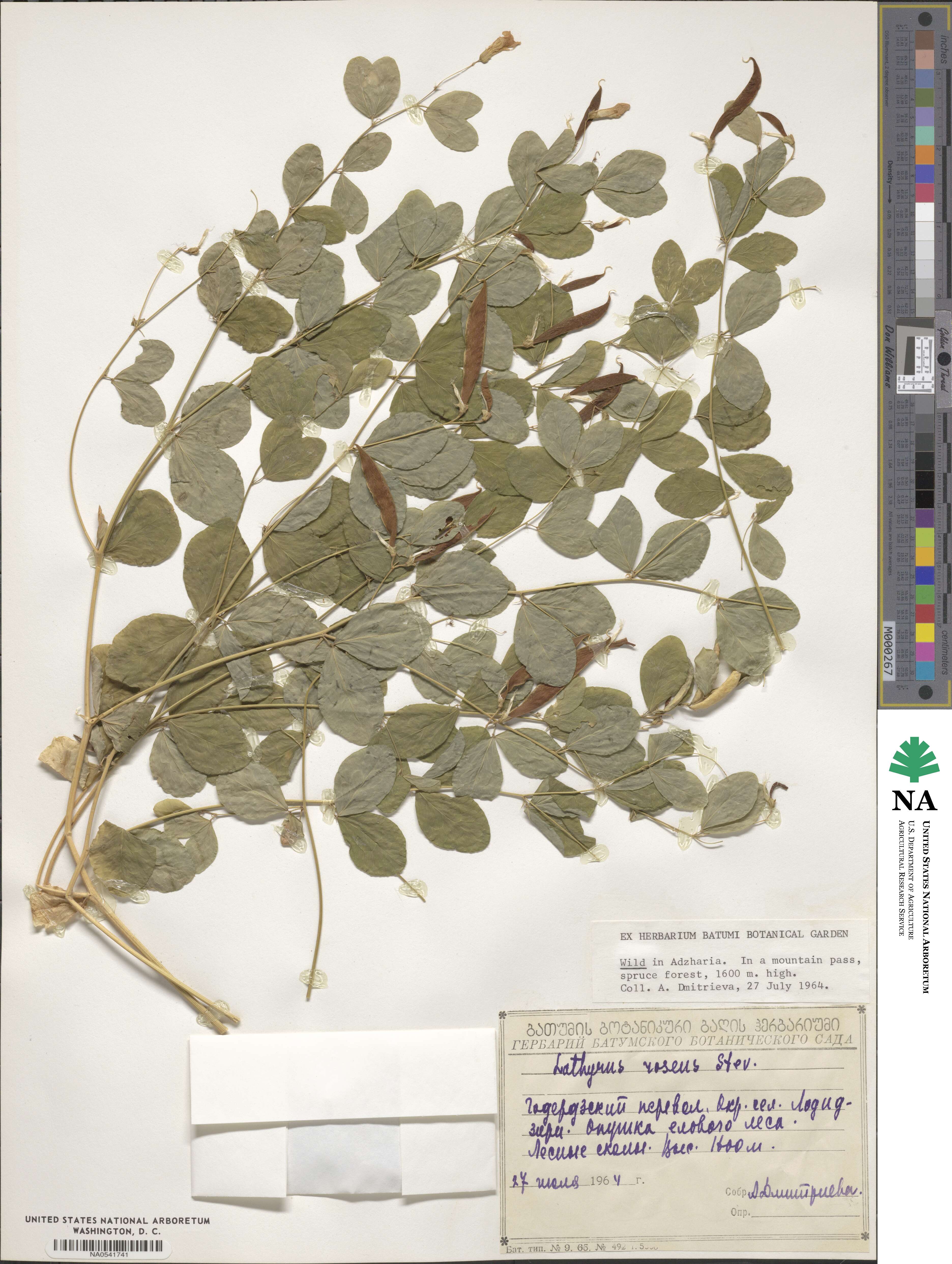 Lathyrus roseus image