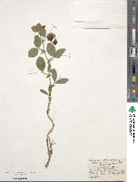 Lathyrus rotundifolius image