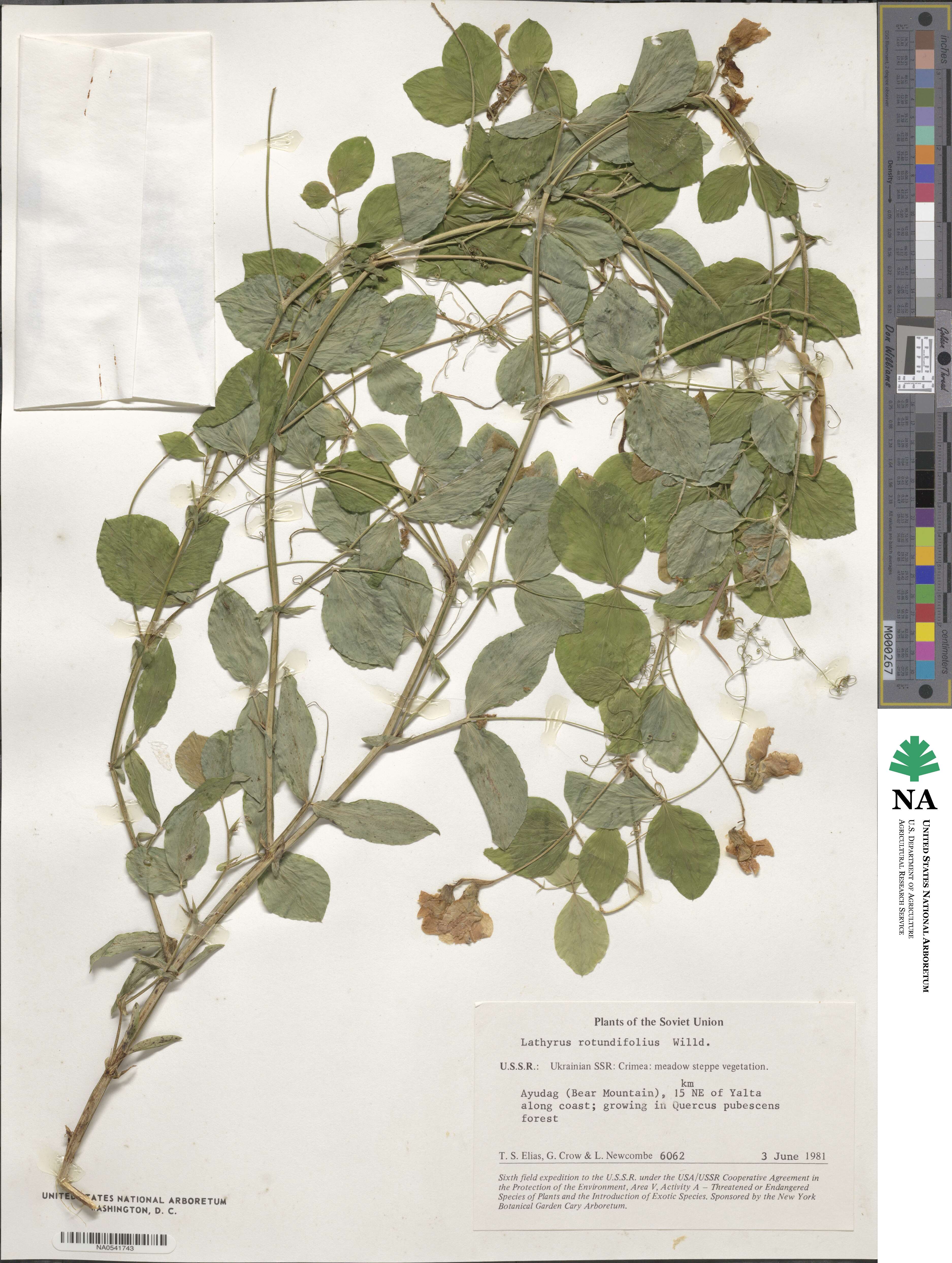 Lathyrus rotundifolius image