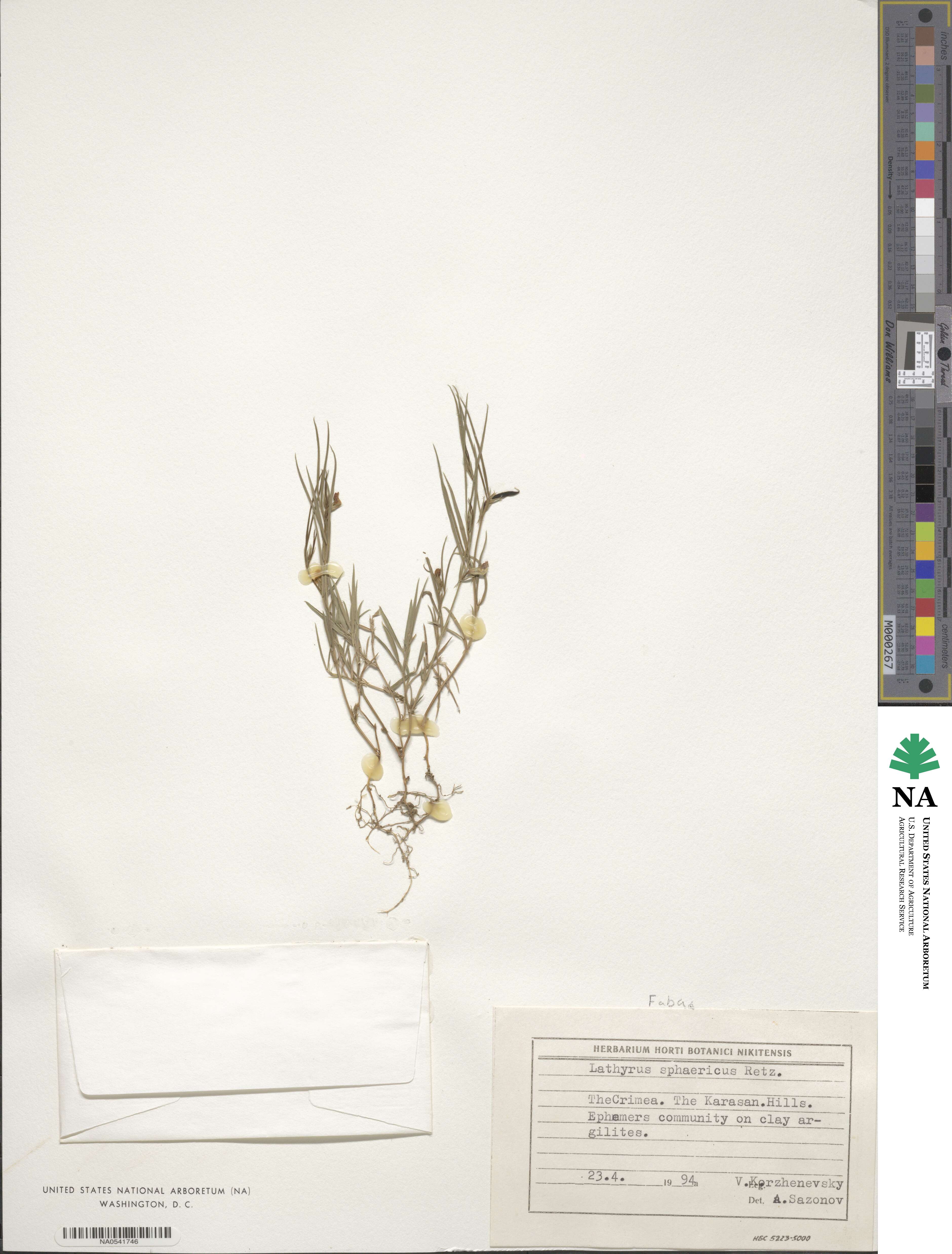 Lathyrus sphaericus image
