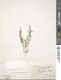 Lathyrus sphaericus image