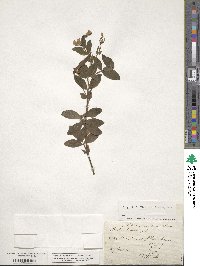 Lathyrus tuberosus image