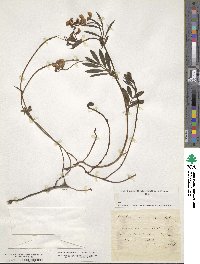 Lathyrus tuberosus image