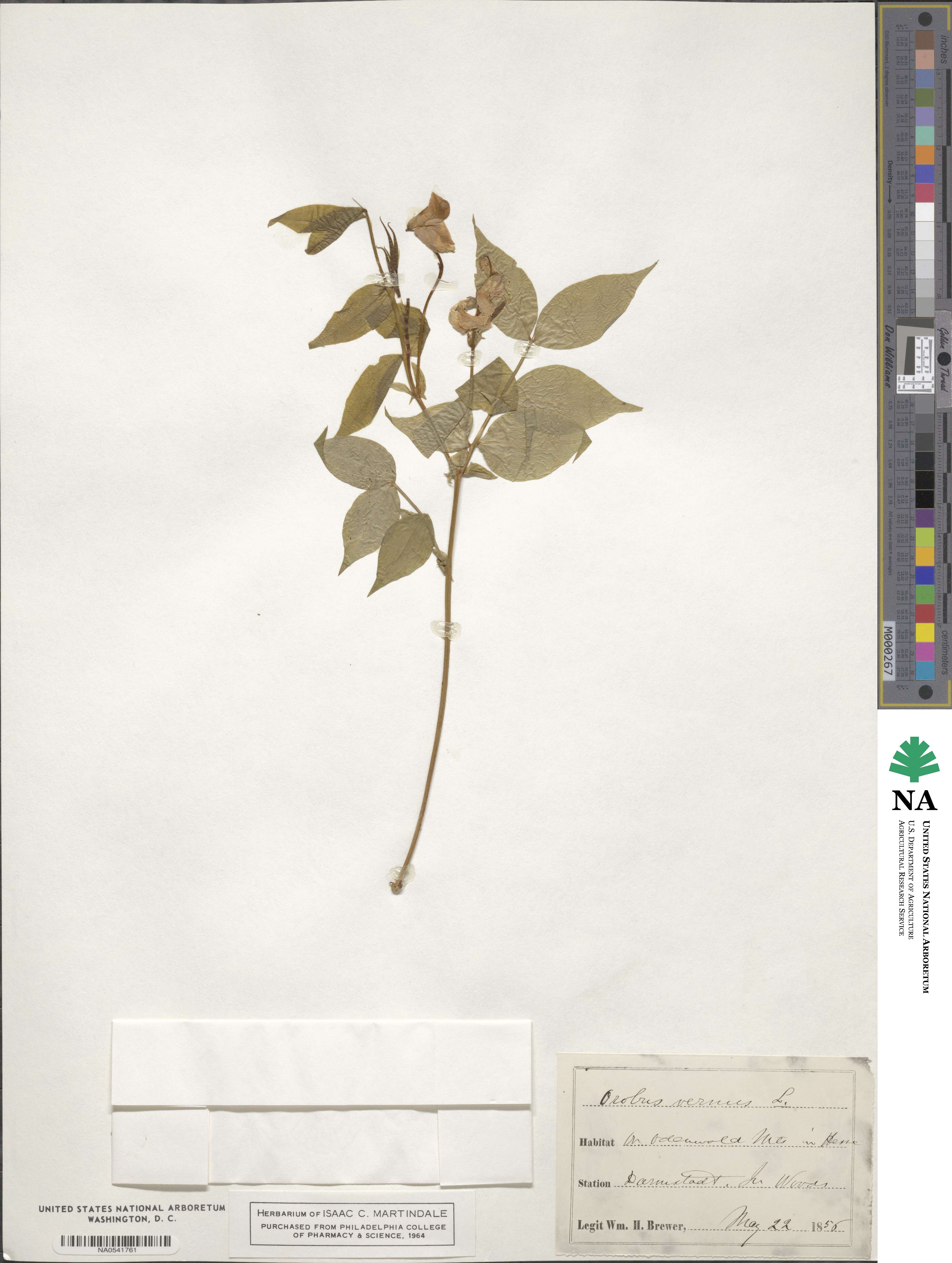 Lathyrus vernus image
