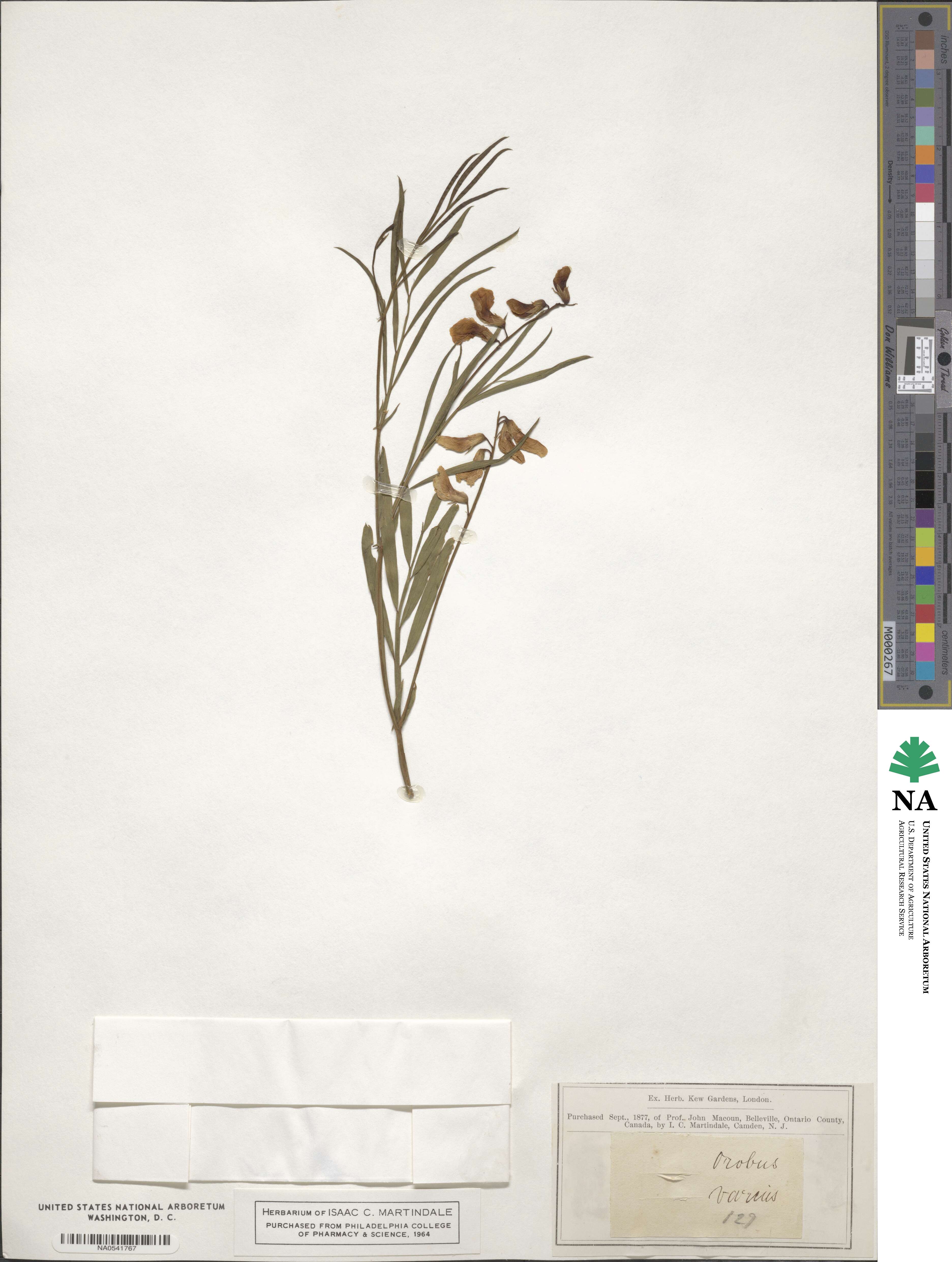 Lathyrus vernus image