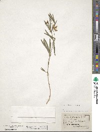 Lathyrus pannonicus subsp. varius image