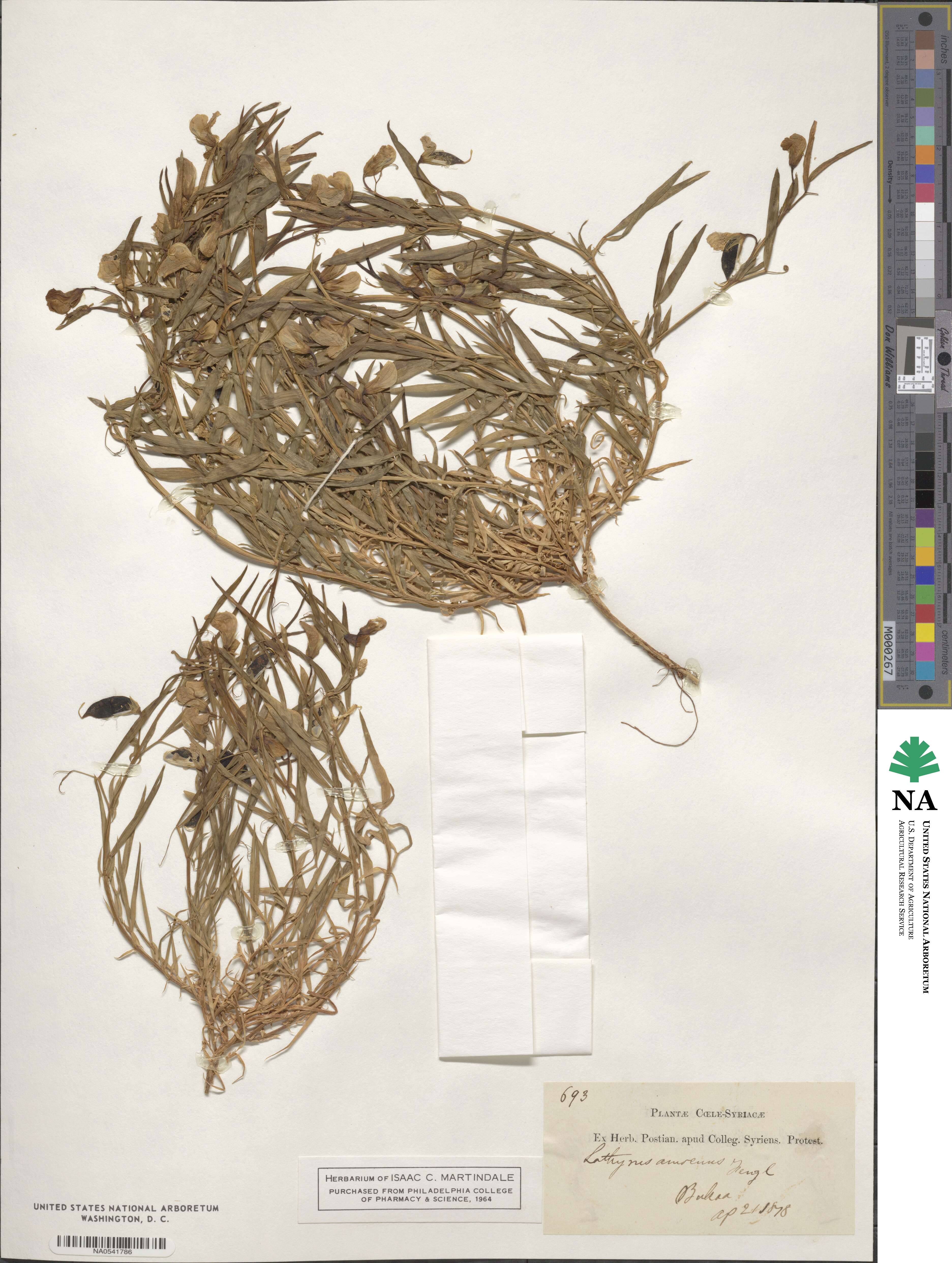 Lathyrus gorgoni image
