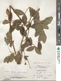 Lathyrus davidii image