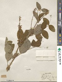 Lathyrus davidii image