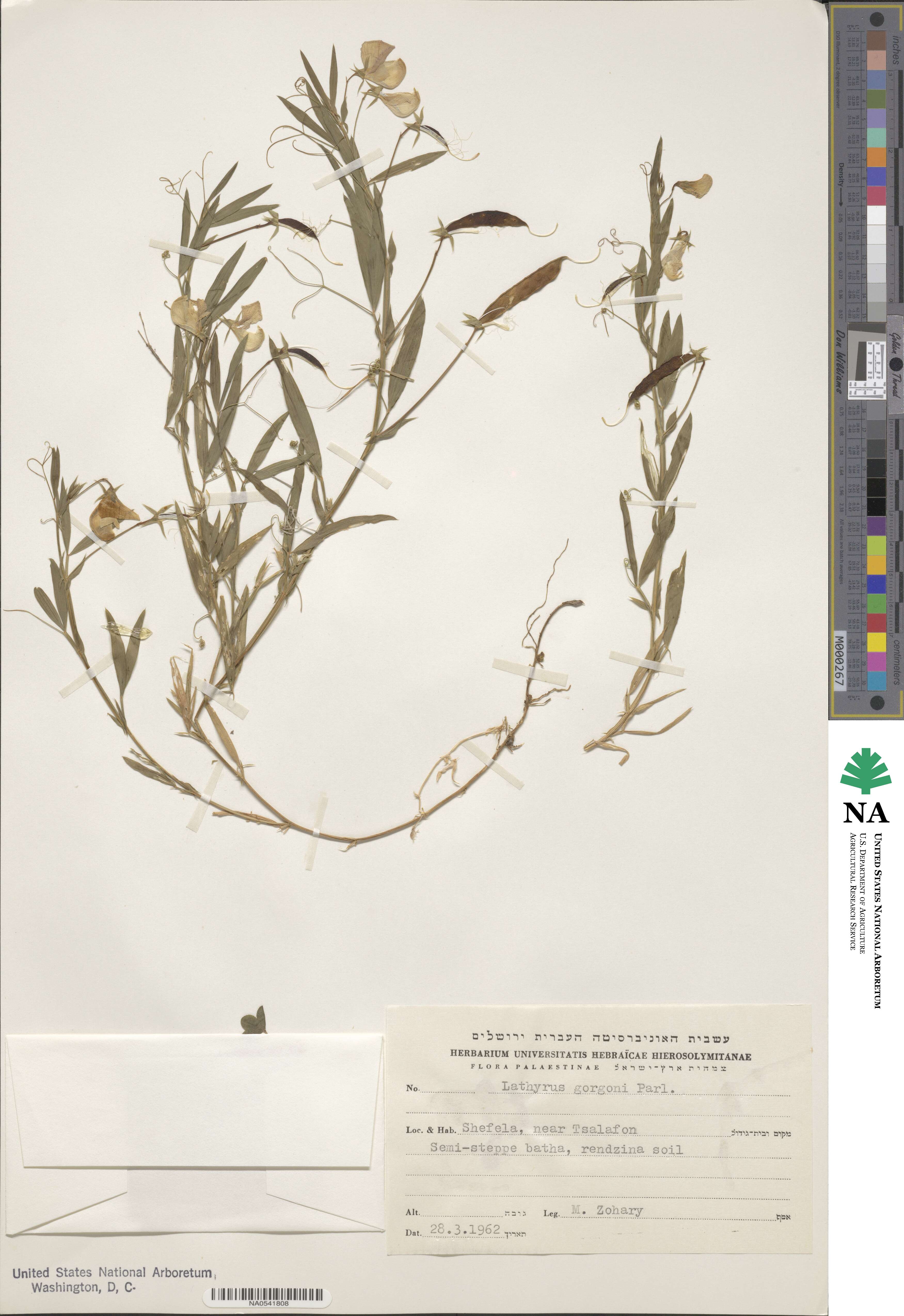 Lathyrus gorgoni image