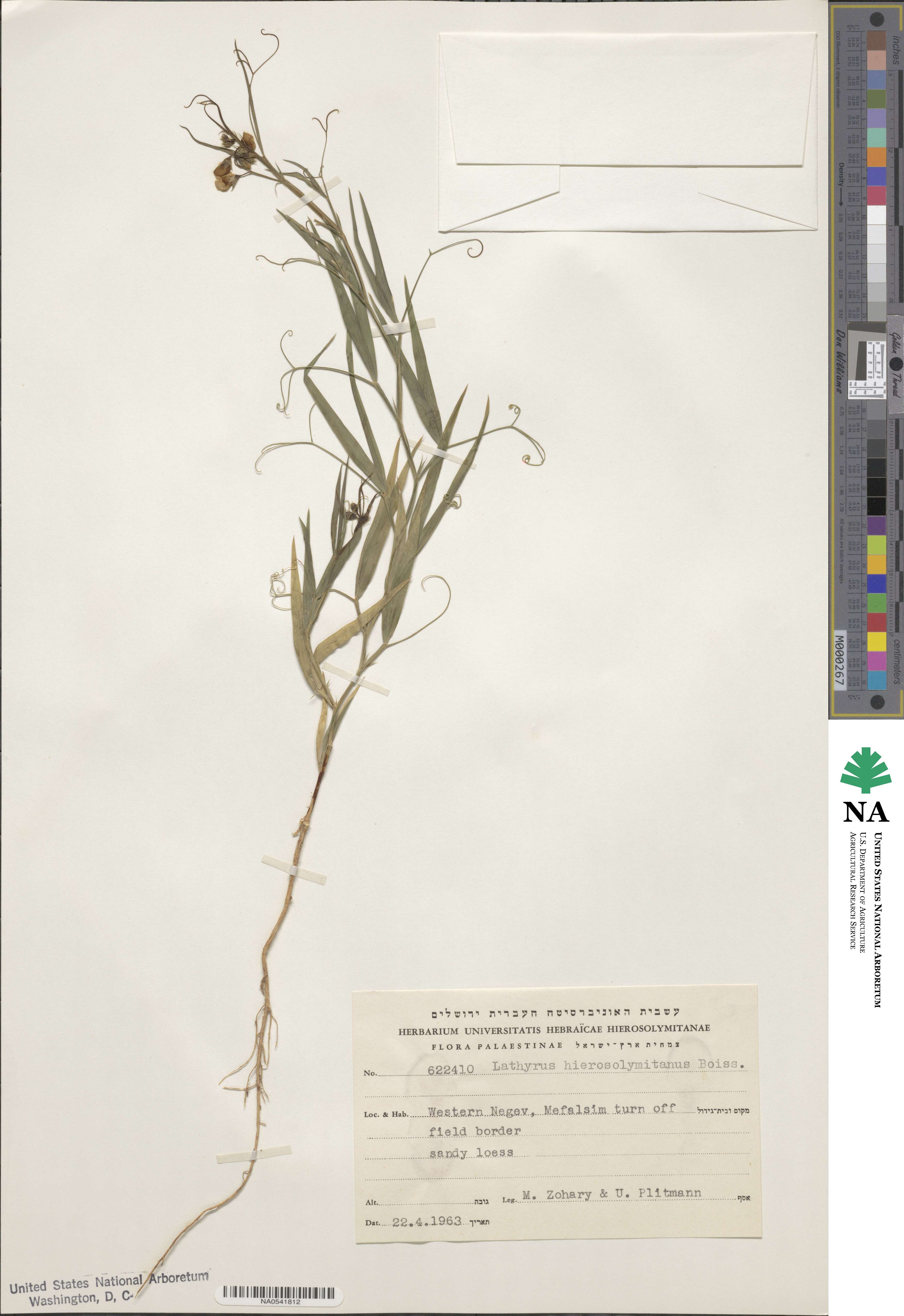 Lathyrus hierosolymitanus image