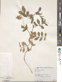 Lathyrus japonicus image