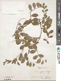 Lathyrus japonicus image