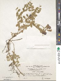 Lathyrus japonicus image