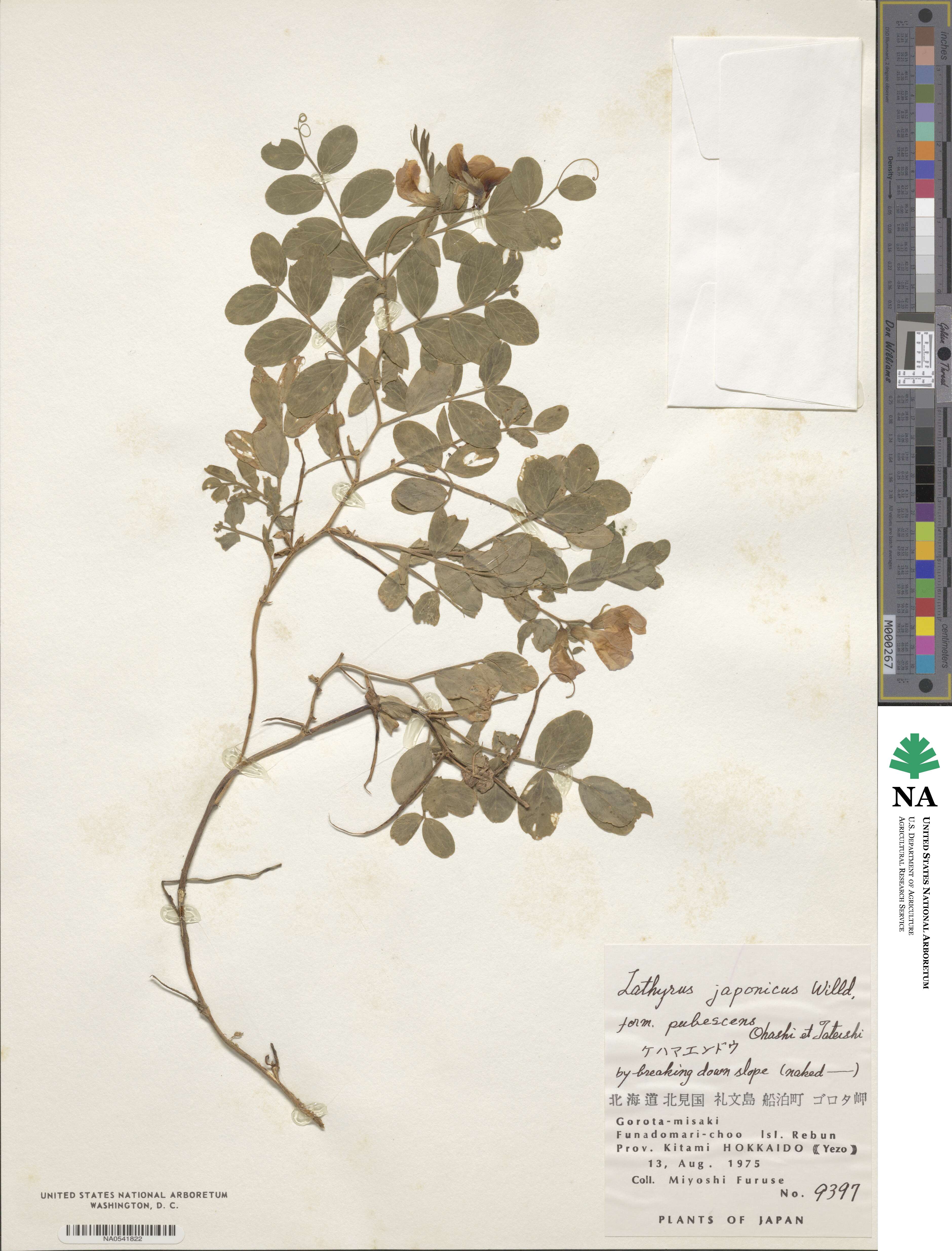 Lathyrus japonicus var. japonicus image