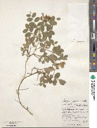 Lathyrus japonicus image