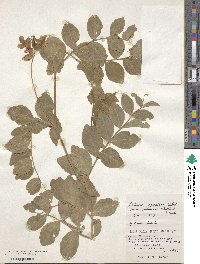 Lathyrus japonicus image