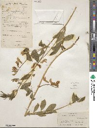 Lathyrus luteus image