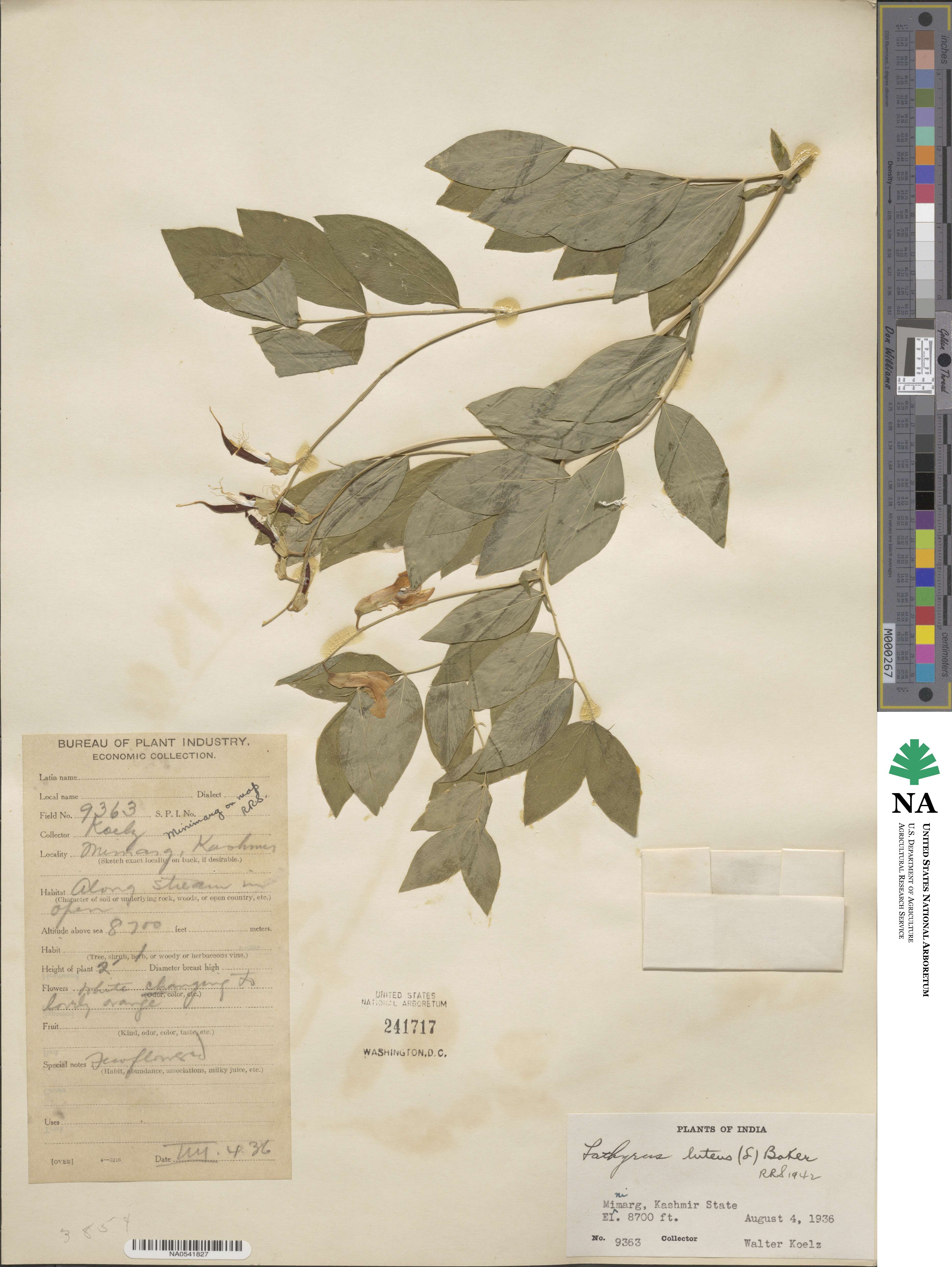 Lathyrus luteus image