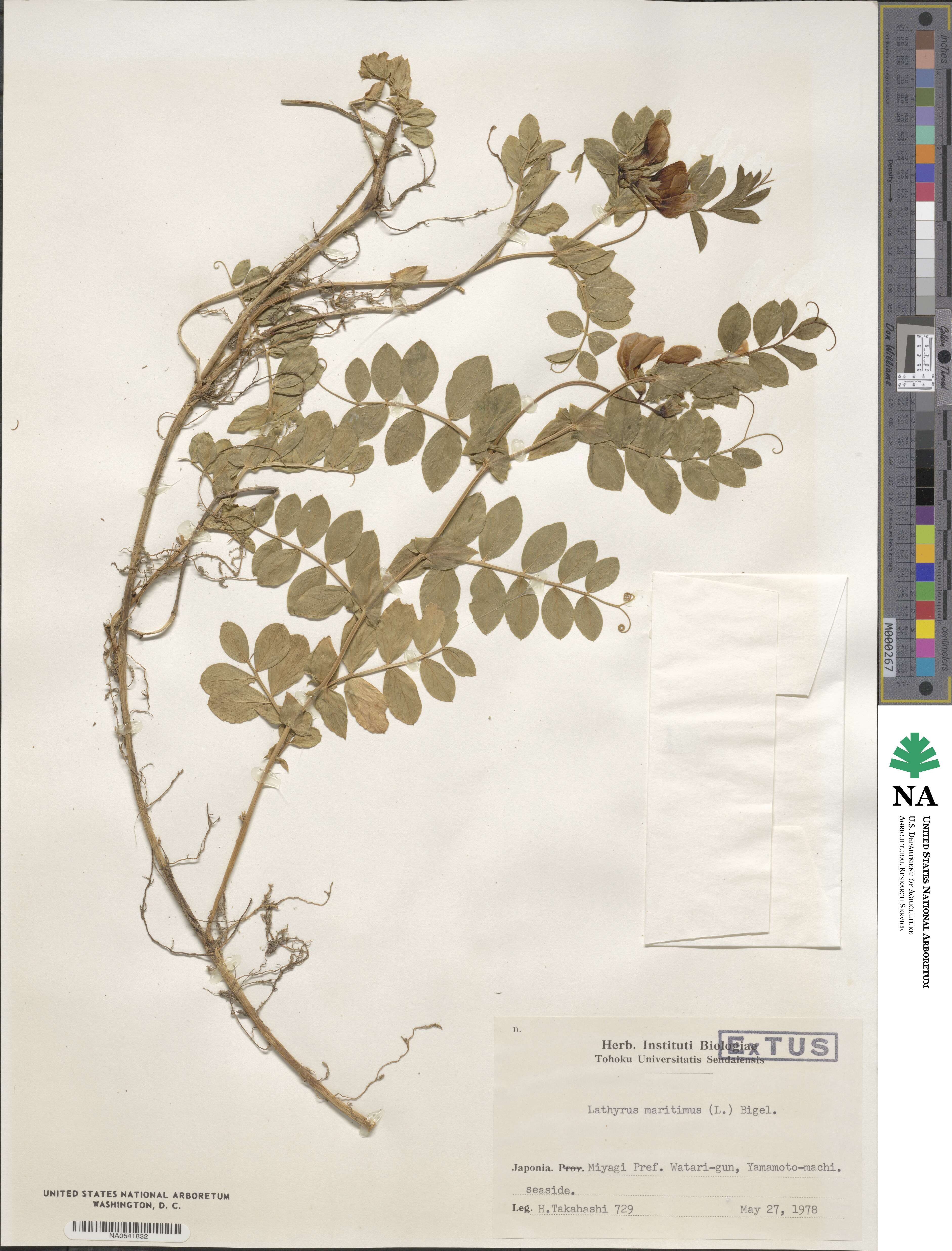 Lathyrus maritimus image