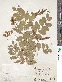 Lathyrus maritimus image