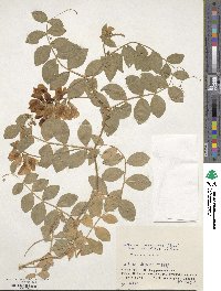 Lathyrus maritimus image