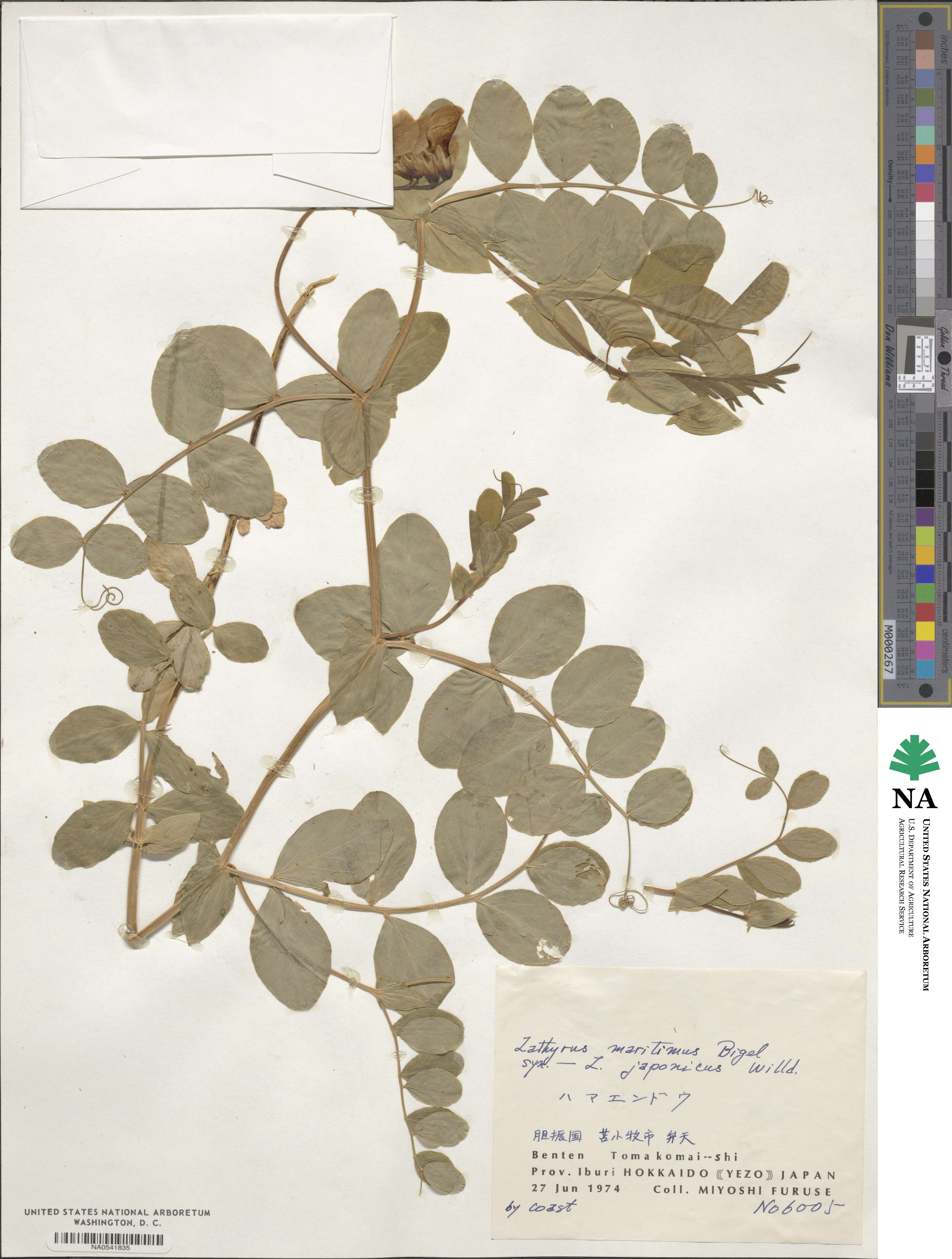 Lathyrus maritimus image