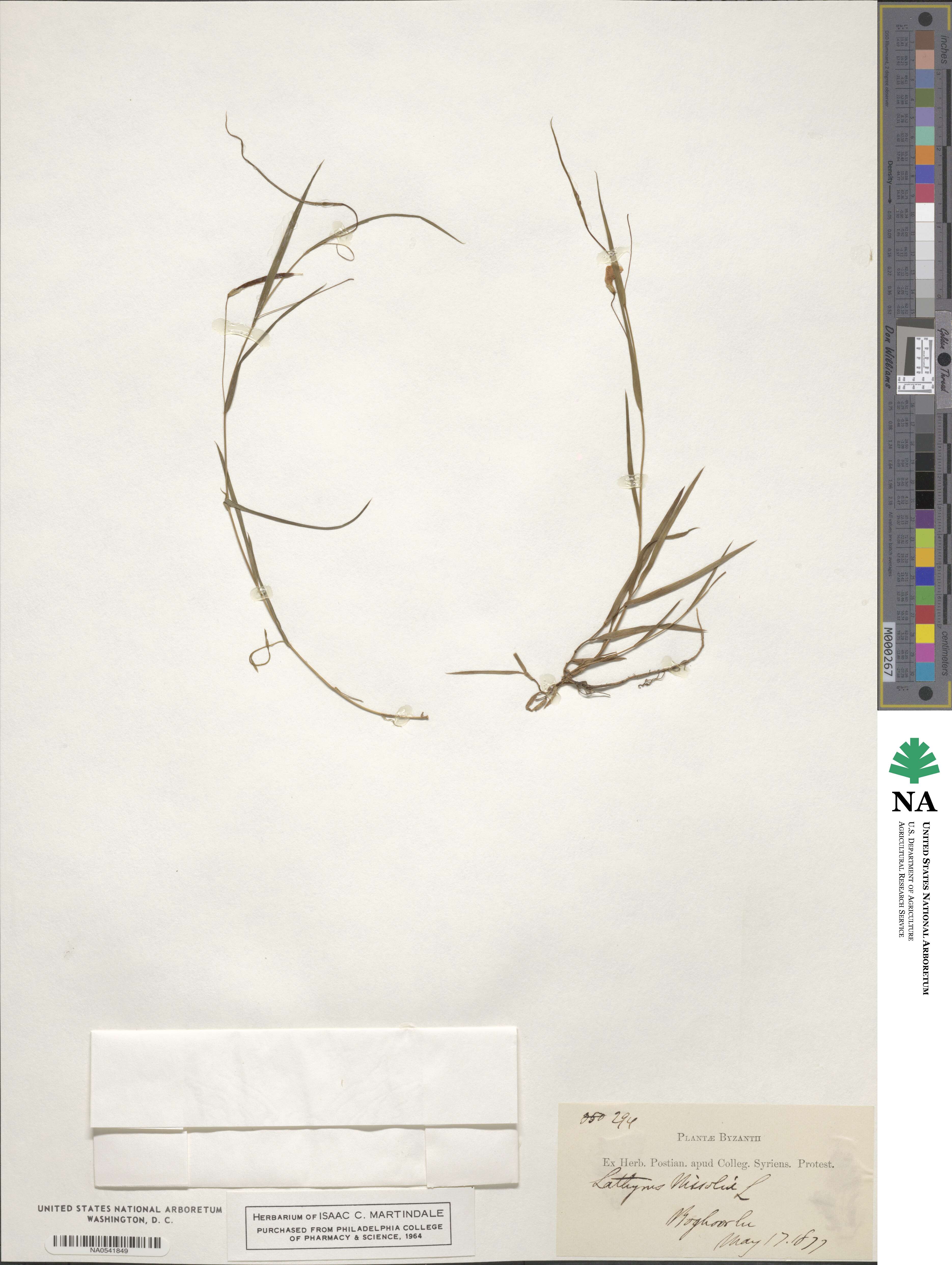Lathyrus nissolia image