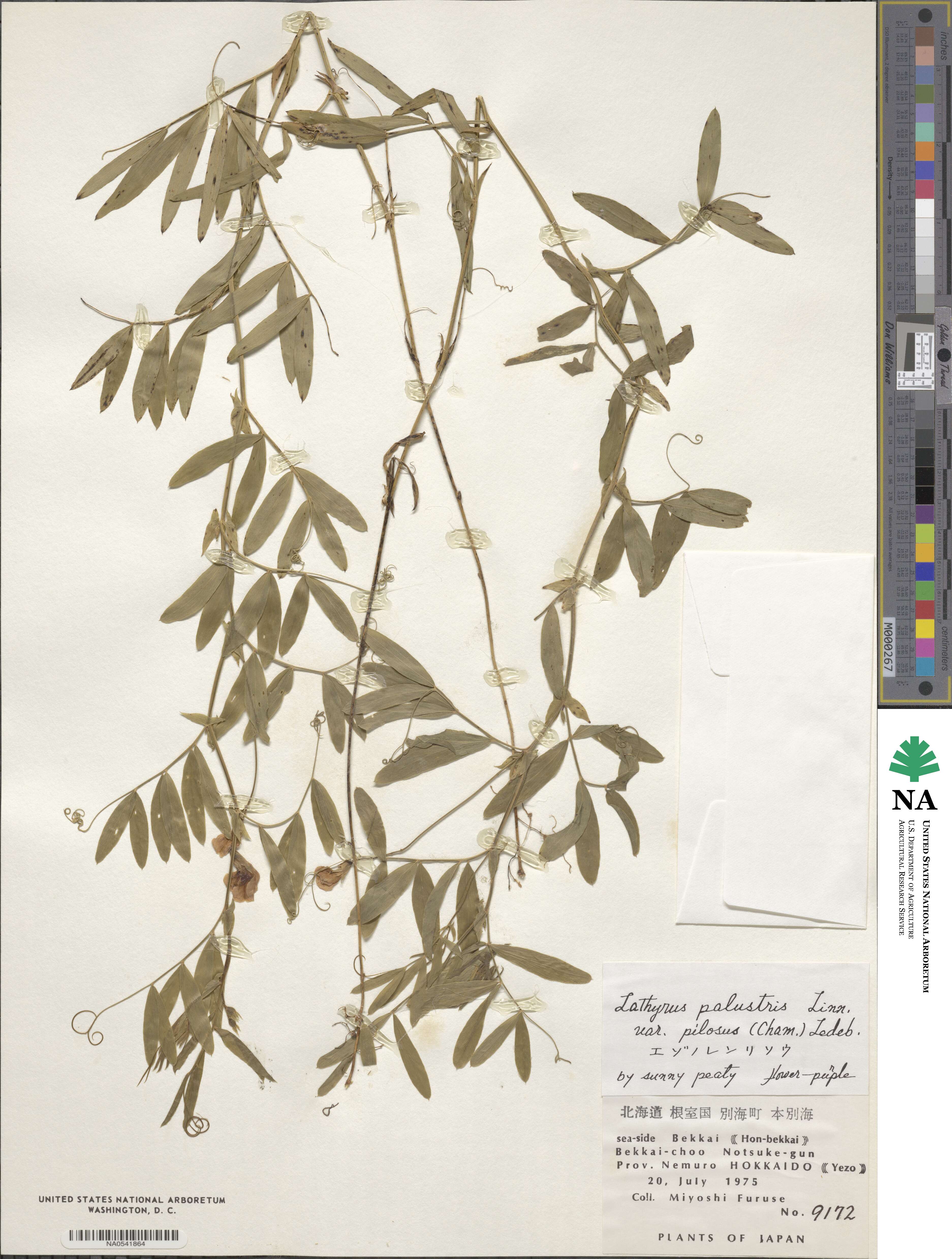 Lathyrus palustris image