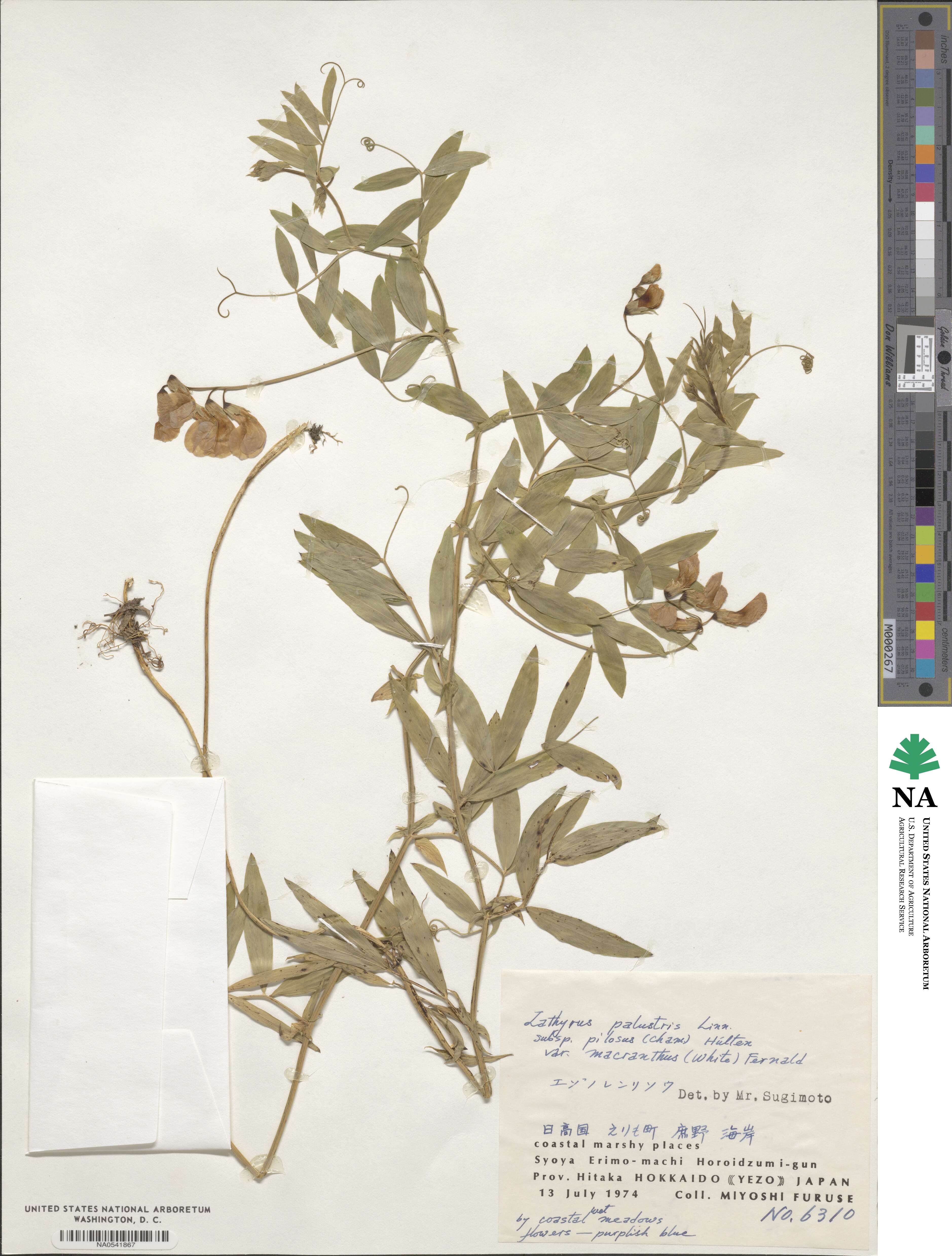 Lathyrus palustris subsp. palustris image