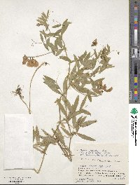 Lathyrus palustris image