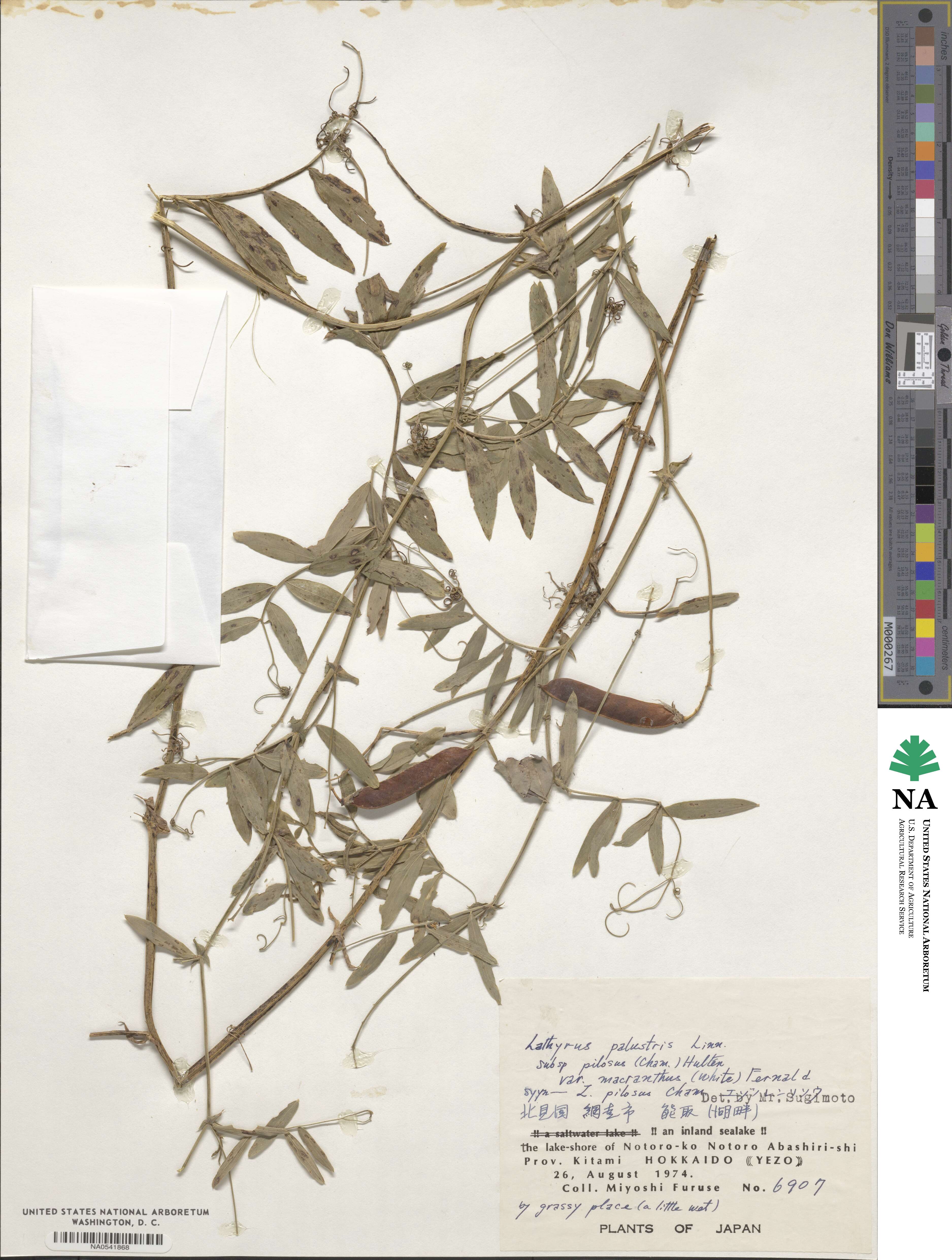 Lathyrus palustris subsp. palustris image