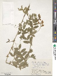 Lathyrus palustris subsp. palustris image