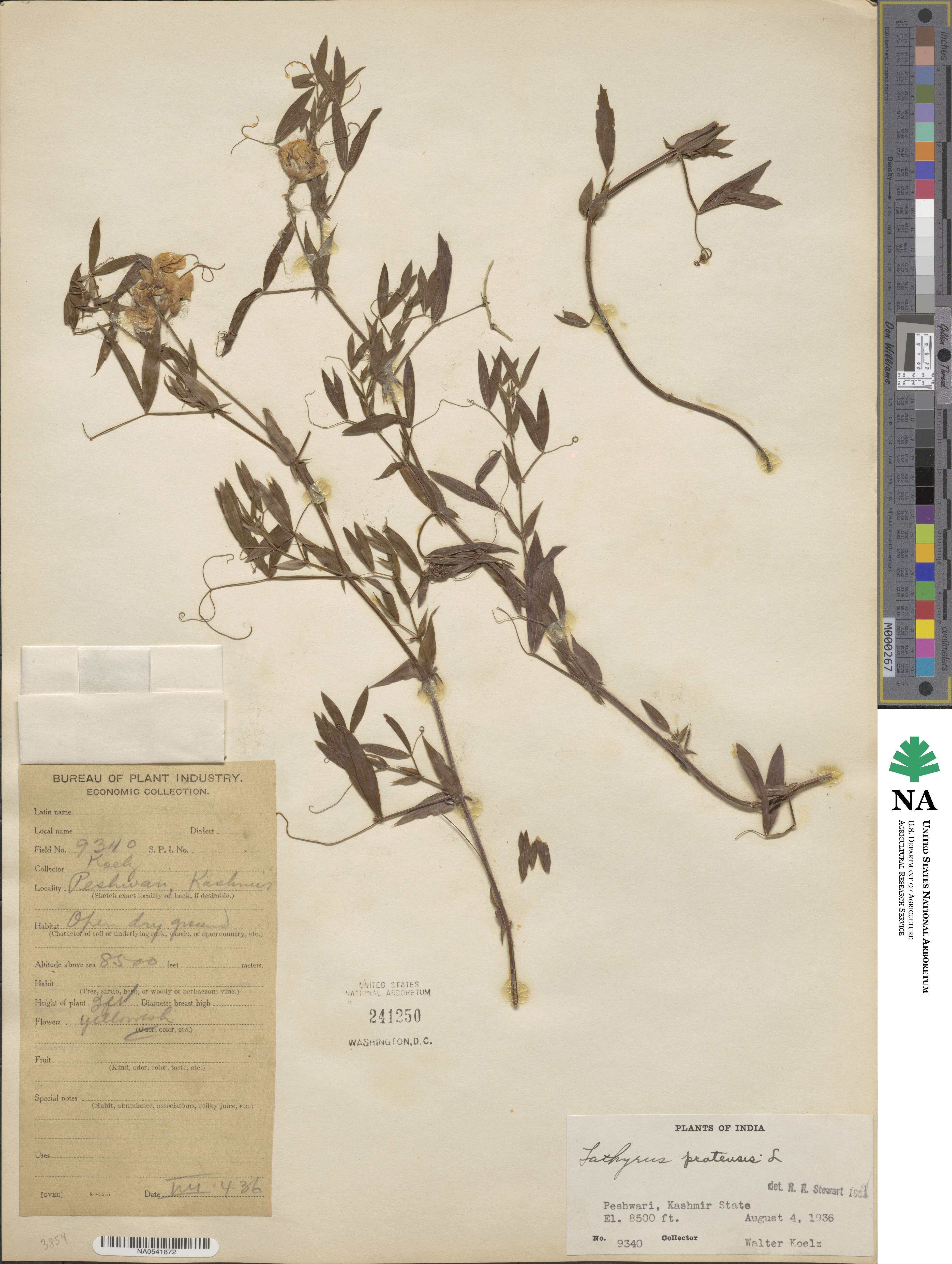 Lathyrus pratensis image