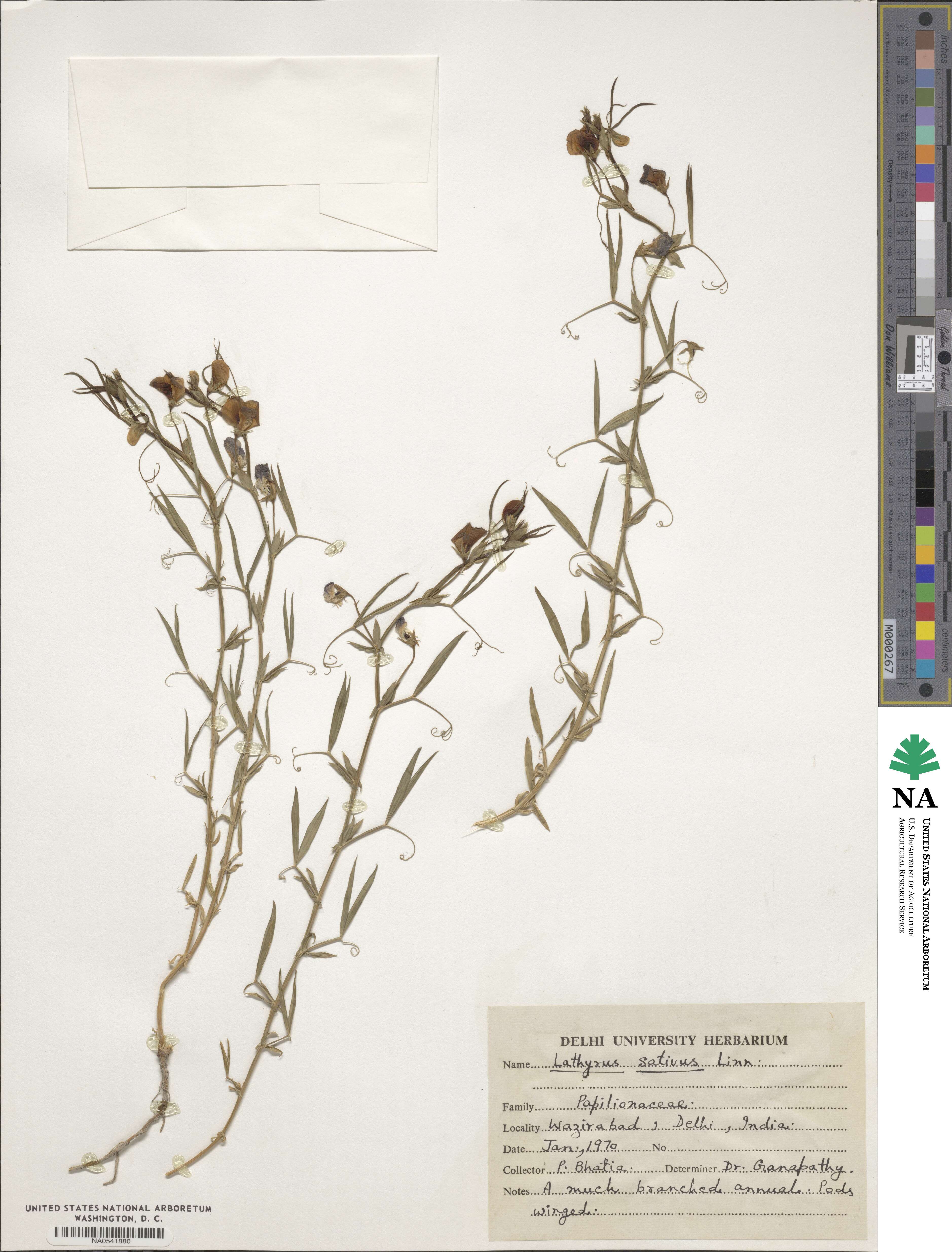 Lathyrus sativus image