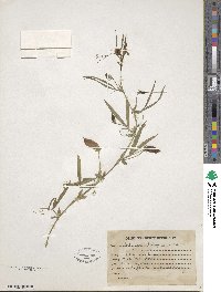 Lathyrus sativus image