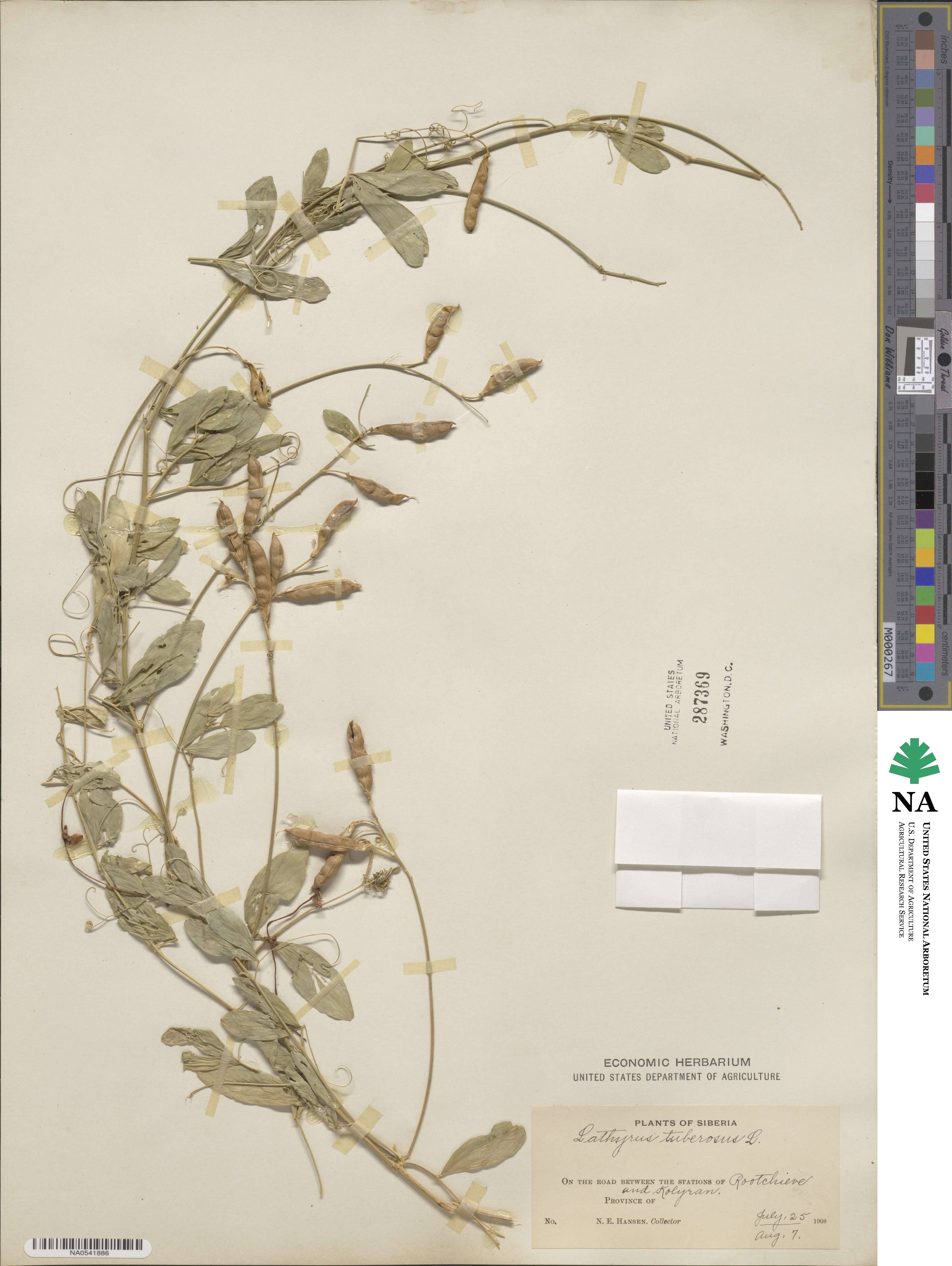 Lathyrus tuberosus image