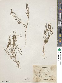 Lathyrus inconspicuus var. inconspicuus image