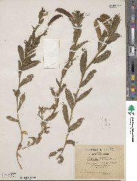 Lathyrus ochrus image