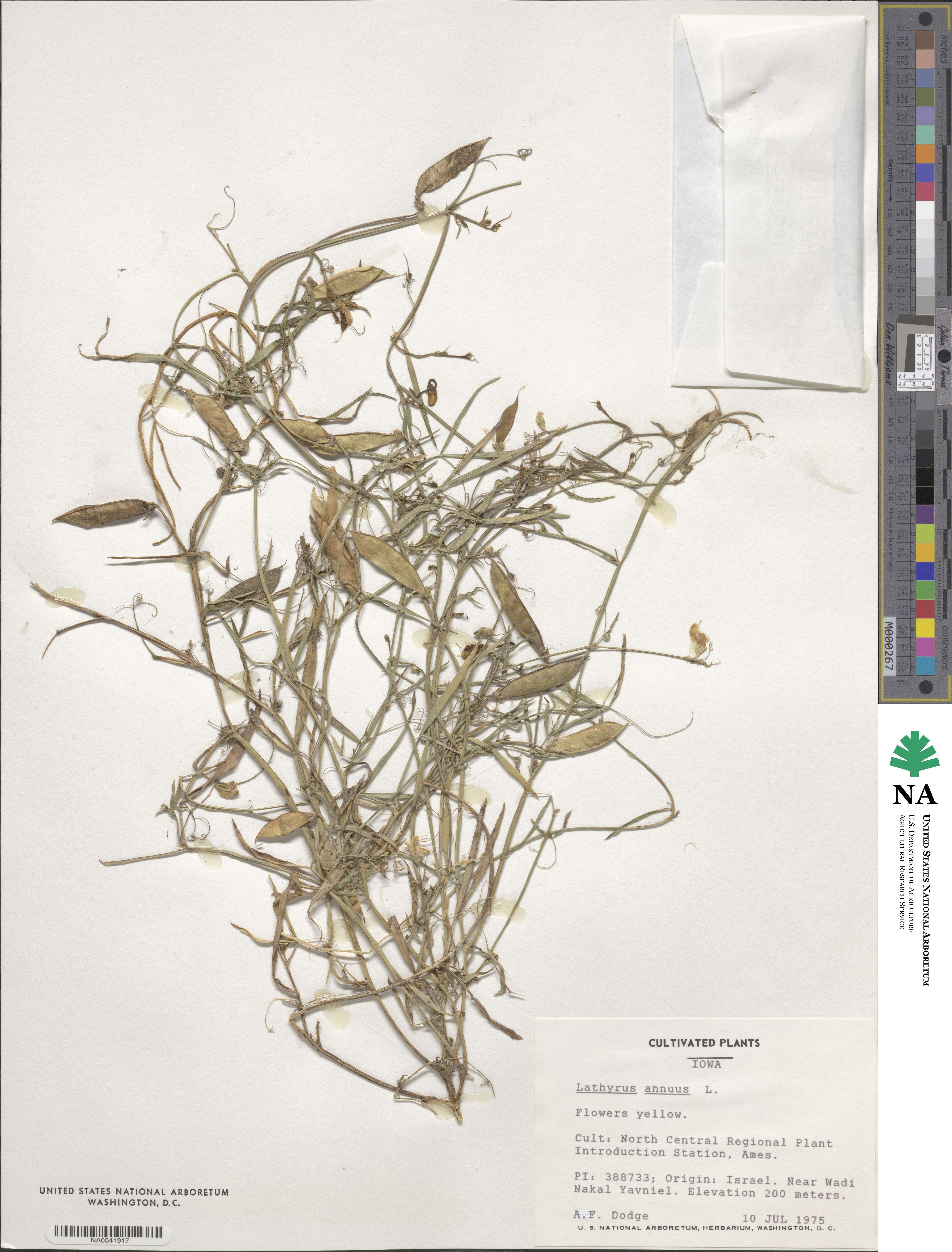 Lathyrus annuus image